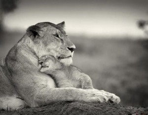 Mothers-love-their-children-animals-20186514-619-480