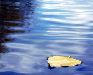 leaf on water