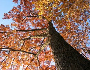 Old oak tree in the fall