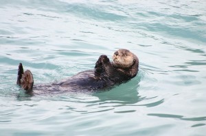 otter-273064_640