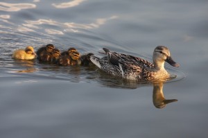 duck-207344_640