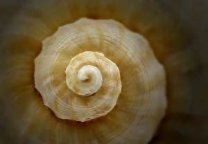 seashell-754014_1280