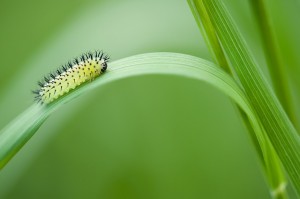 oak-sawfly-larva-252371_640