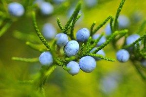 berries-221193_640