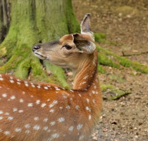 roe-deer-773611_640