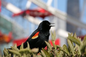 red-winged-blackbird-753604_640